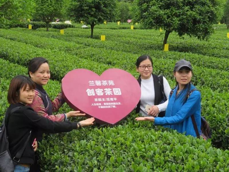 红茶之旅（8） 福建人生产的遵义红茶ag旗舰厅手机客户端【茶世界】中国(图3)